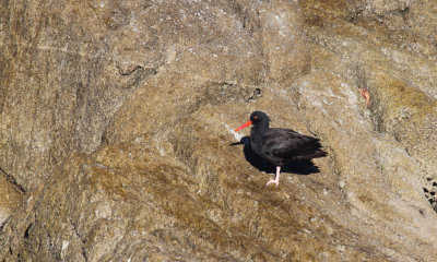 Black oystercatcher