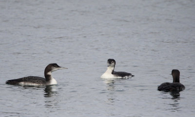 Arctic loon (elipse phase)