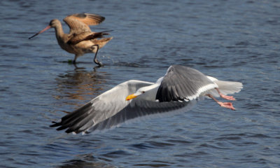 California gull