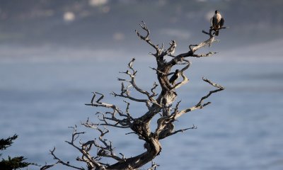Peregrine falcon