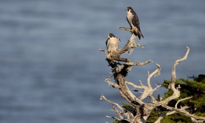 Peregrine falcon