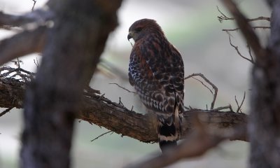 Red-shouldered hawk