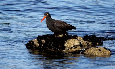 Black oystercatcher