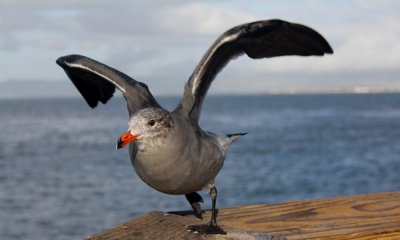 Herrmann's gull