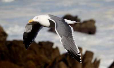 California gull