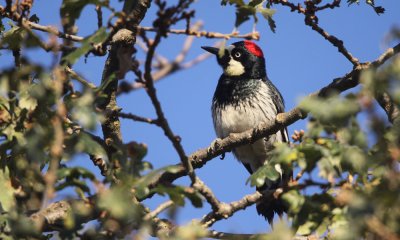 Acorn woodpecker