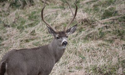 Black-tailed buck