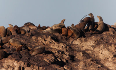 Mammals of the Sea
