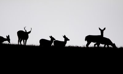 Black-tailed deer