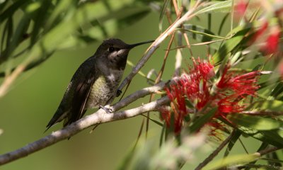 Anna's hummingbird