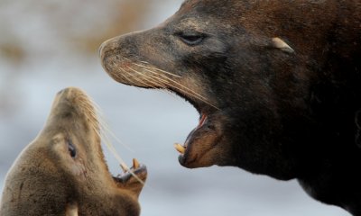 Gallery: Sea Lions and Seals