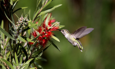 Anna's hummingbird