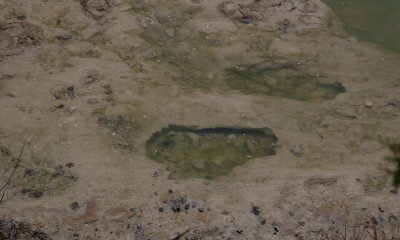 Dinosaur-trackways Glen Rose