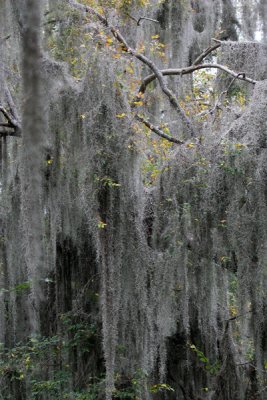 Spanish Moss, Santa Ana NMR