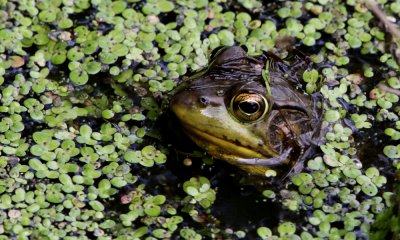 Green frog