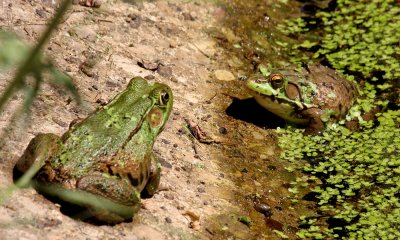 Green frog