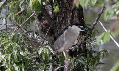Black-crowned night heron nest