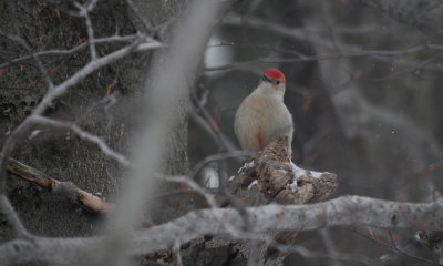 Red-bellied woodpecker