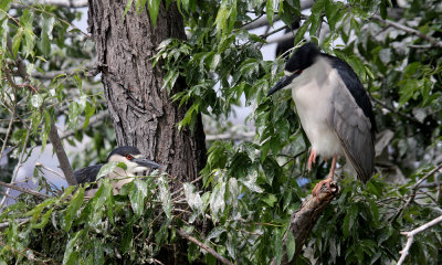 Black-crowned night heron nest