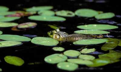 Bull frog