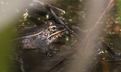 Bronze frog (v. leopard frog)