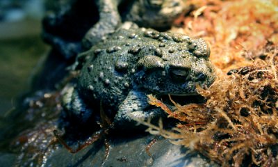 California toad