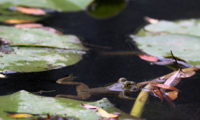 Green frog