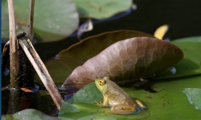 Green frog