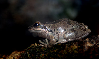 Pacific tree frog