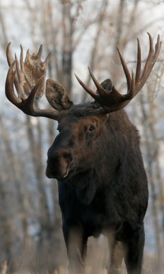 Bull moose