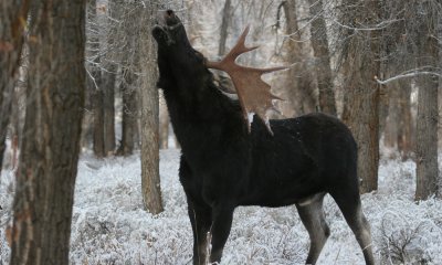 Bull moose flehem
