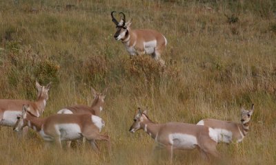 Pronghorn herd