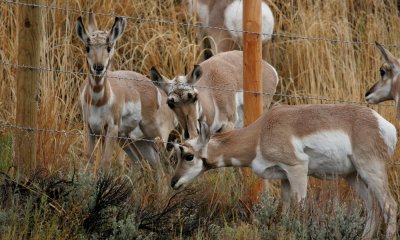 Pronghorn with wire fence