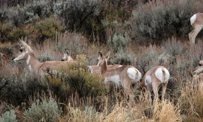 Pronghorn