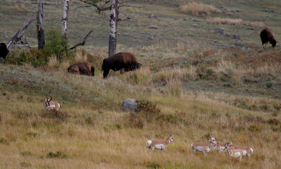 Pronghorn with bison