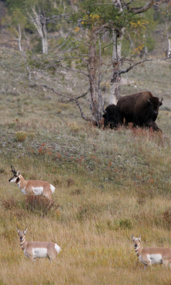 Pronghorn with bison