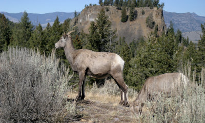 Rocky mountain bighorn ewe and lamb