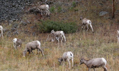 Rocky mountain bighorn ewe and lamb herd