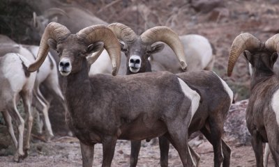 Desert bighorn ram