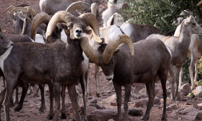 Desert bighorn ram