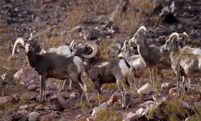 Desert bighorn ram