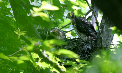 Cooper's hawk