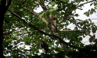 Cooper's hawk