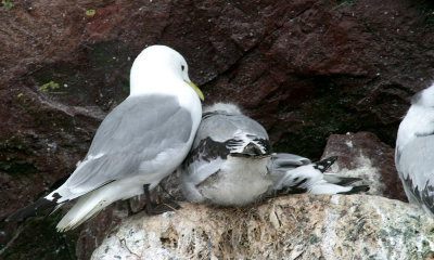 Black-legged kitiwait