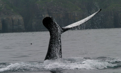 Humpbacked whale