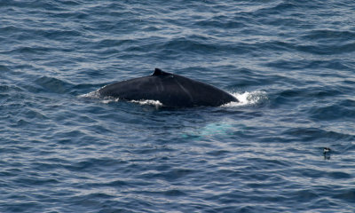 Humpbacked whale