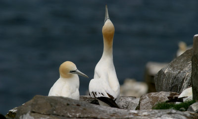 Northern gannets courting