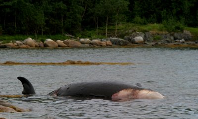 Beaked whale washed ashore