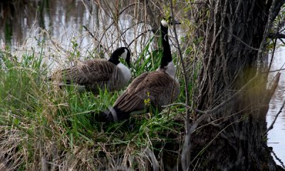 Canada geese nesting