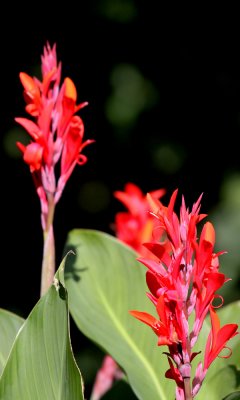 Red canna